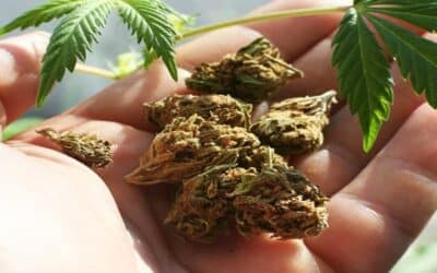 Liability Suits On The Way For The Marijuana Industry