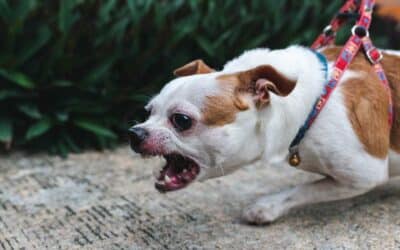 Woman Sues Animal Shelter in Unique Product Liability Suit